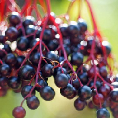 Elderberry - Native Variety - 1-gal Potted Plants