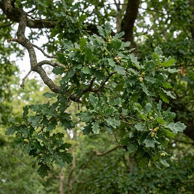 Oak (Acorns) - English Oak - Bare Roots - Roots