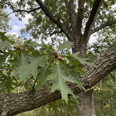 Oak (Acorns) - Northern Red - Bare Roots - Roots
