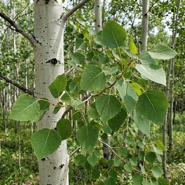 Populus Tremuloides - Generic - Bare Roots - Each
