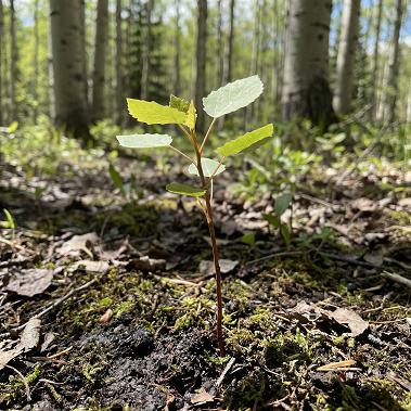 Populus Tremuloides - Generic - Seedlings / Plugs - Each