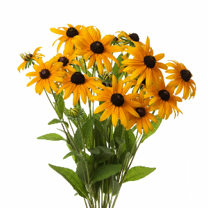 Rudbeckia - Indian Summer - Cut Flowers - stems