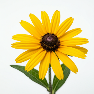 Rudbeckia - Irish Spring - Cut Flowers - stems