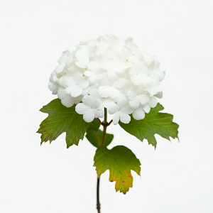 Viburnum - Japanese Snowball (Doublefile) - Potted Plants - plants