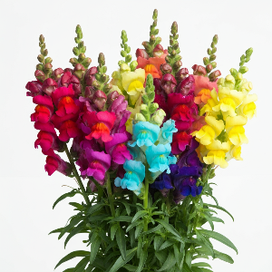 Snapdragons - Johnny's Potomac Custom Mix - Cut Flowers - stems