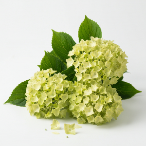 Hydrangeas - Limelight - Seedlings / Plugs - Plant