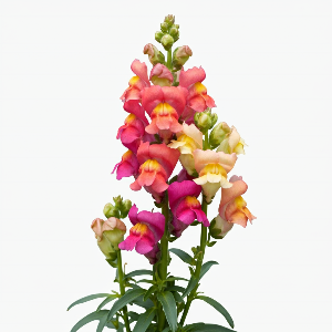 Snapdragons - Madame Butterfly - Cut Flowers - stems