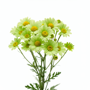 Chamomile - Magic Lime Green - Flowers - flowers