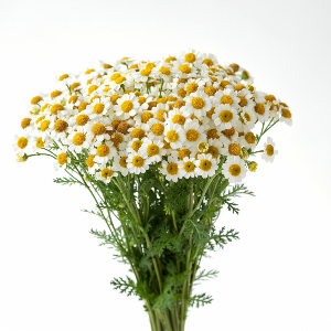 Feverfew - Magic Single - Flowers - bunch