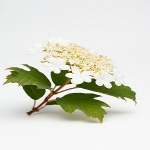 Viburnum - Nannyberry - Potted Plants - plants
