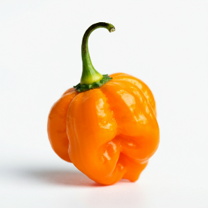 Chili Pepper - Orange Habanero - Ripe Peppers - fruit