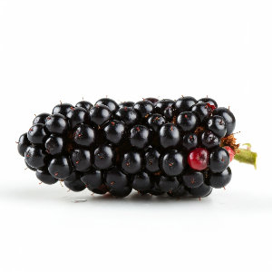 Blackberries - Caddo - Potted Plants - plants
