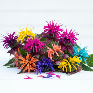Monarda - PaNorama Mix - Cut Flowers - bunch