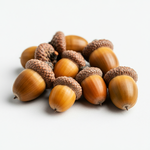 Oak (Acorns) - Pin Oak - Bare Roots - Roots