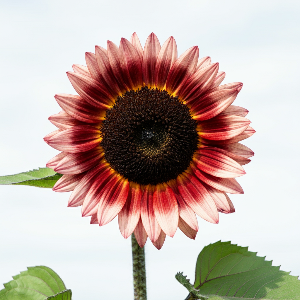 Sunflowers - ProCut Plum - Cut Flowers - Stem