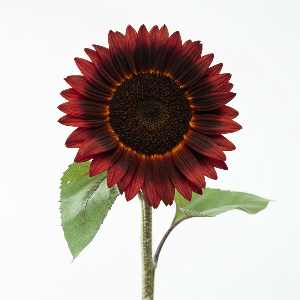 Sunflowers - ProCut Red - Cut Flowers - Stem