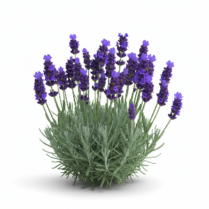 Lavender - Provence Blue - Flowers - stems