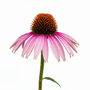 Echinacea - Purple Coneflower - Flowers - stems