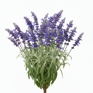 Sage - Russian - Potted Plants - plants