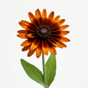 Rudbeckia - Sahara - Cut Flowers - stems