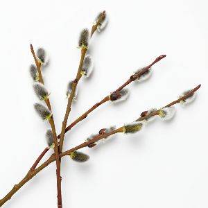Willow - Salix discolor - Potted Plants - plants