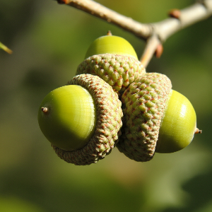 Oak (Acorns) - Sawtooth - Bare Roots - Roots
