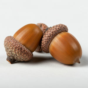 Oak (Acorns) - Swamp White - Bare Roots - Roots
