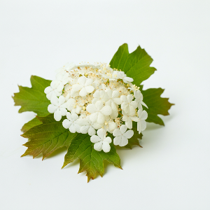 Viburnum - Sweet - Seedlings / Plugs - plants