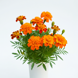 Marigolds - Tangerine Gem - Cut Flowers - flowers