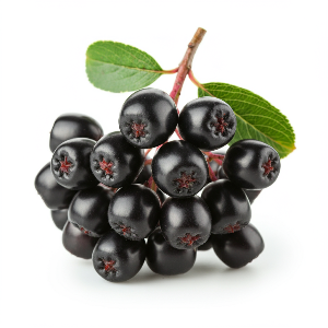 Chokeberry - Generic Variety - Seeds (propagation) - shoot