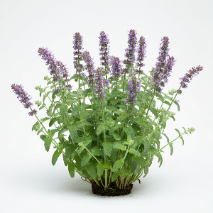 Catnip - Generic Variety - Mature Leaves - Pounds