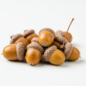 Oak (Acorns) - White Oak - Bare Roots - Roots
