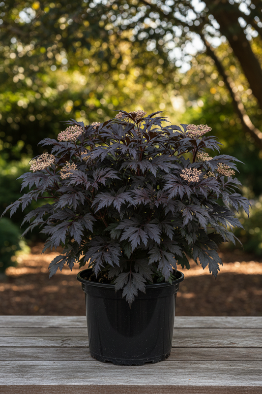 Elderberry - "Eva" - Potted Plants - plants