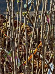 Elderberry - Generic Variety -  Cutting - Bundle of 10