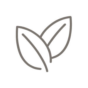 Cornus - Sericea - Potted Plants - Plant